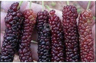 Mulberry Paquistaní Trees In 5G 5F The Tall $60 Each Price Firm