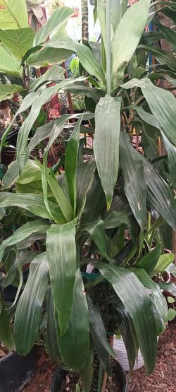Indoor plant.