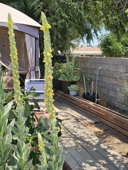 Fresh Mullein Plants