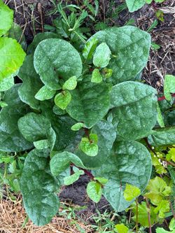 Healthy Red Malabar Spinach Plants - Vigorous Climbing Vine - Edible & Productive!