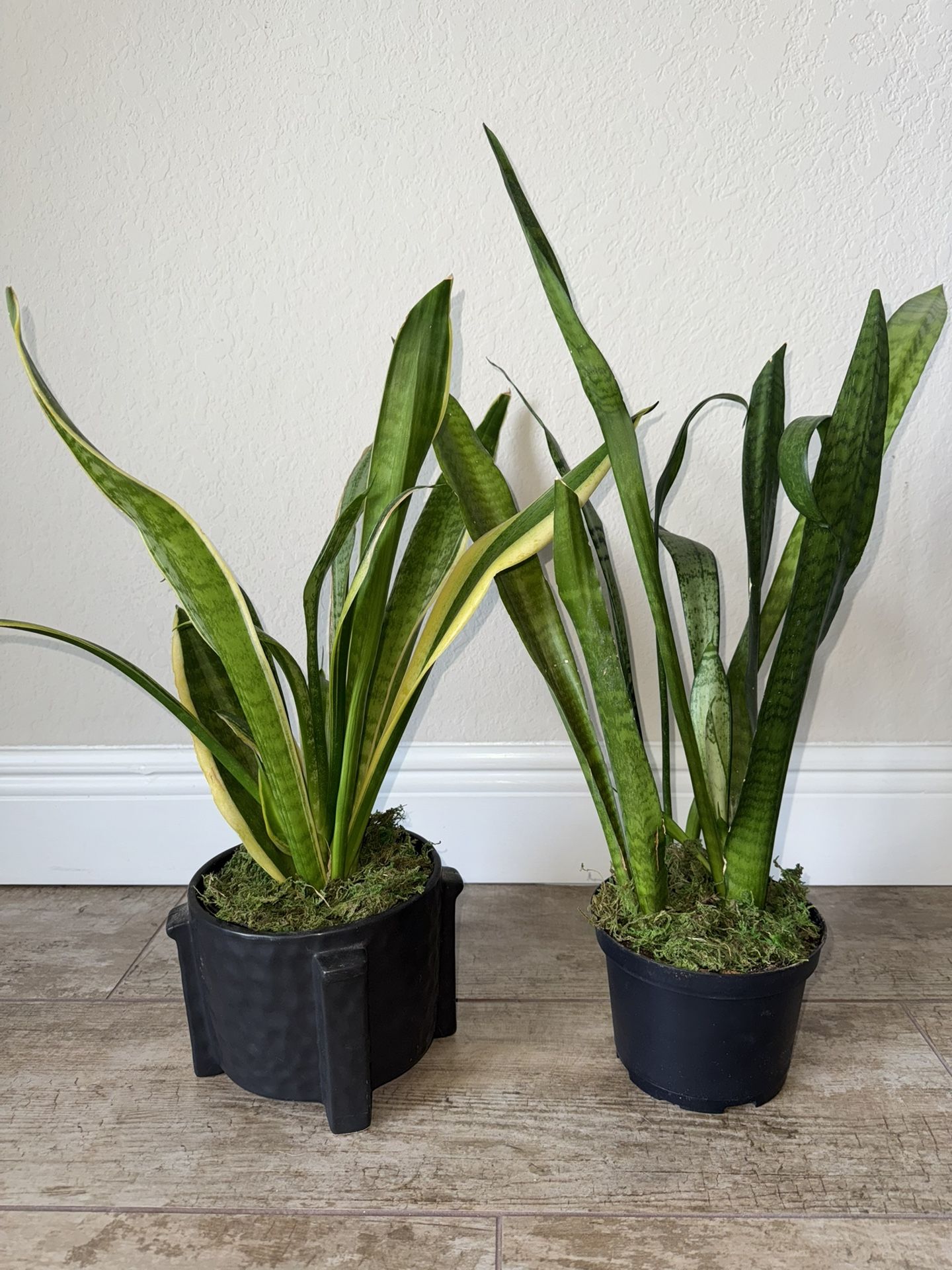 Live Snake Plant With Pot