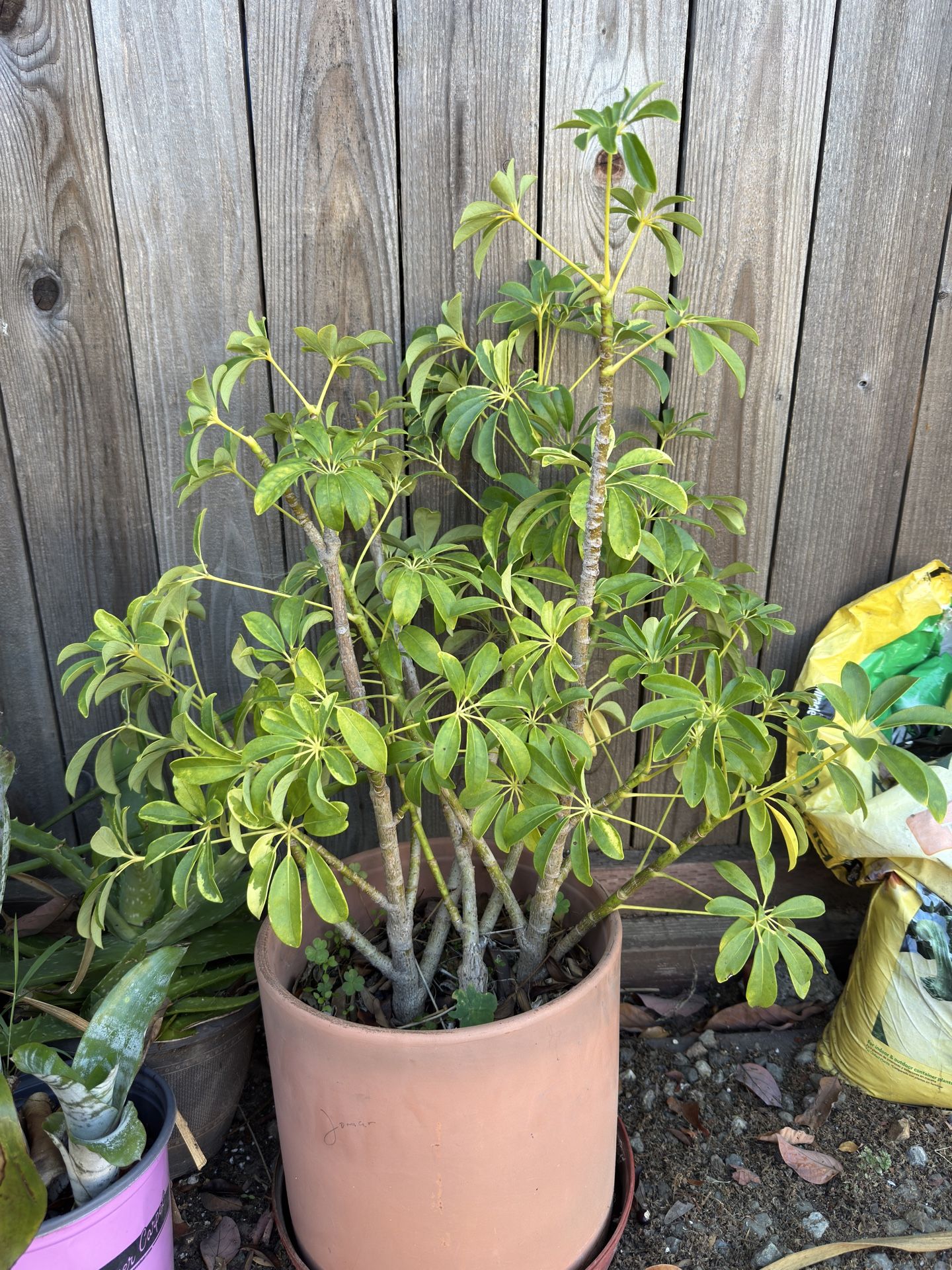 Variegated Umbrella Plant