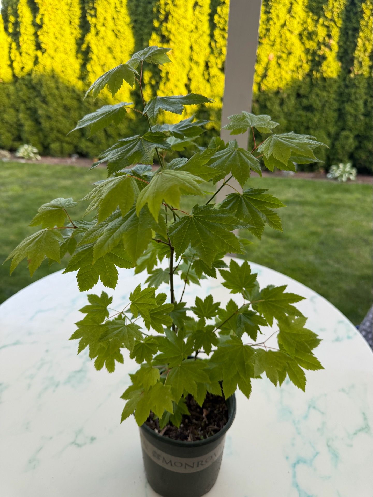 Japanese Maple Tree - Green (Outdoor Plant)