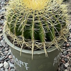 Golden Barrel Cactus.