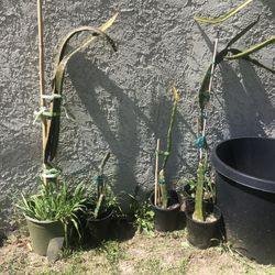 Sugar Dragon dragonfruit plants-rooted in  $10 to $25
