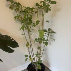 Oregano Plant 