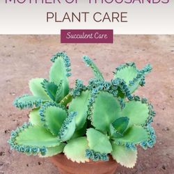 Mother Of A Thousand - Baby Plants