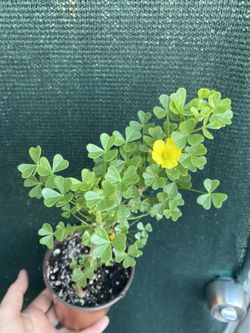 Oxalis Gigantea Live Blooming Plant, Is In 6 Inch Pot Pick Up Only