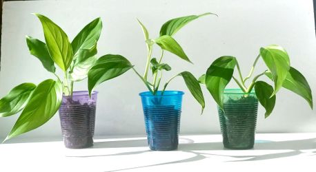 Rare Aroid Monstera Lechleriana Plant/ indoor plant/ house plant/ flower patio garden