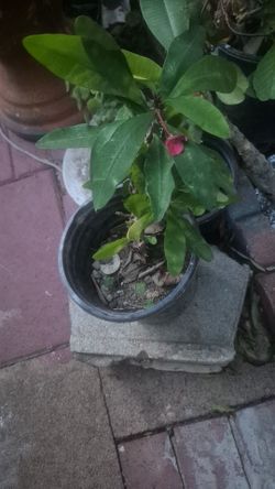 Corona De Cristo