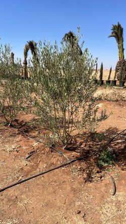 Mature Fruitless Olive Trees