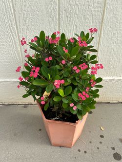 Crown of thorns plant in 2gl pot