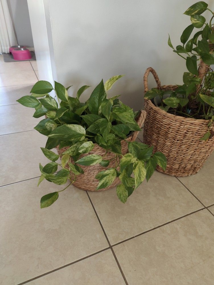 Beautiful Golden Pothos