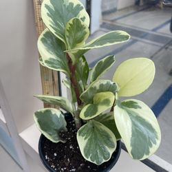 Peperomia Plants 🪴 