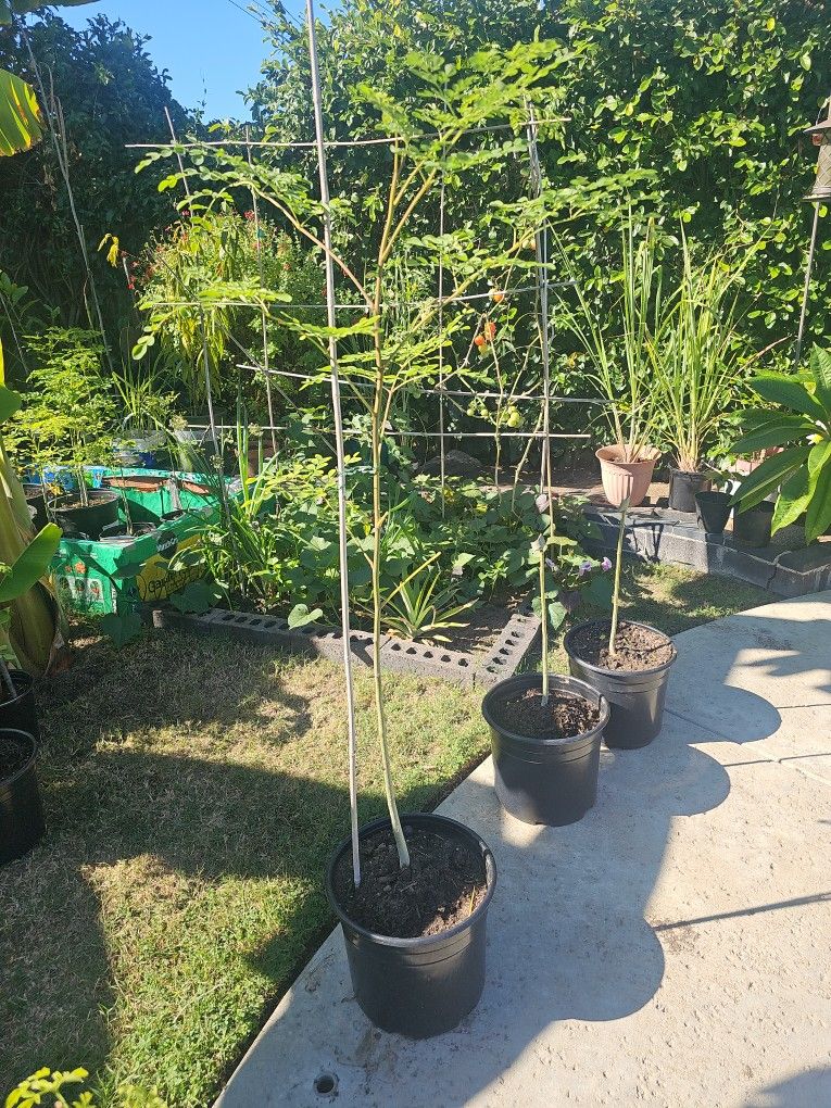 Organic Moringa (Malungay) Tree- 4 Ft (Pot 10 Inch incl.)