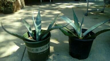 Agave magueyes