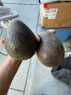 Avocados