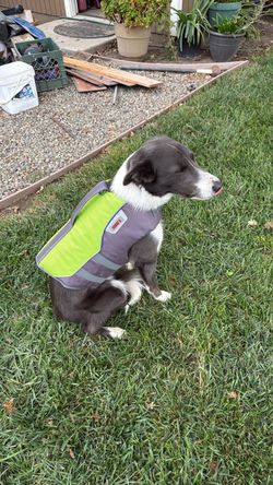 Kong dog life vest size medium