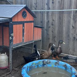 3 Mallard Ducks (food)