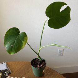Monstera Deliciosa Houseplant Plant