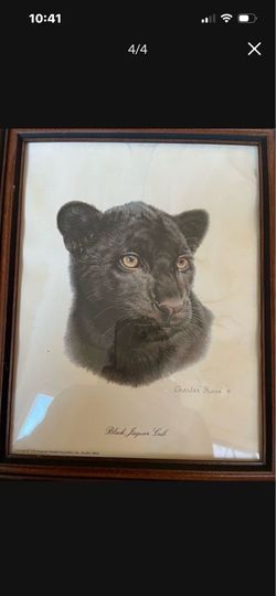 Charles Fracé Black Jaguar Cub Framed Print