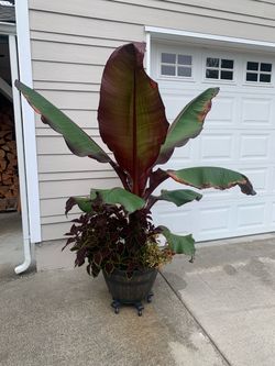 2 - Large Red Banana Plants in Planter