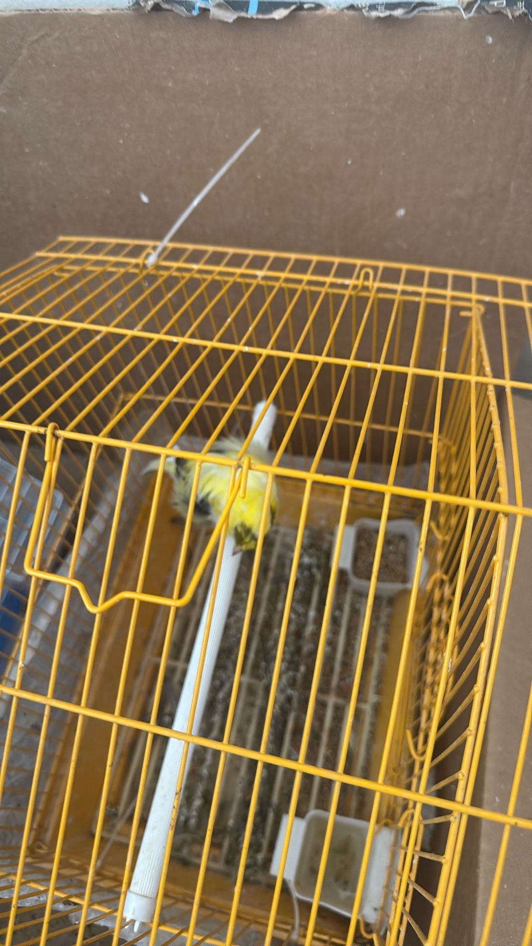 Birds