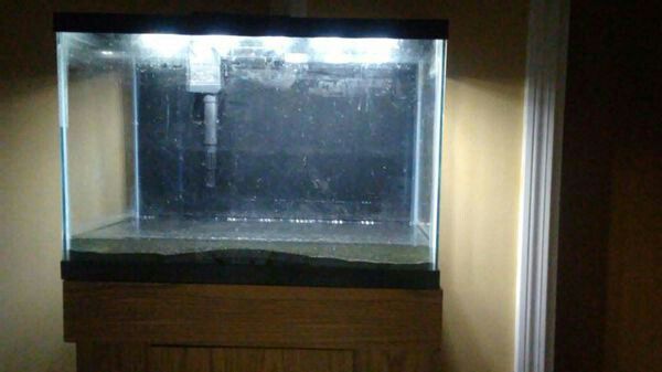20 gallon fish tank/stand/light