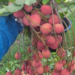 Lychee Fruits 