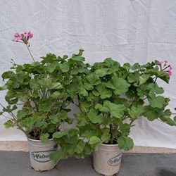 VIVID Pink LIVE Geranium Plants (tall)