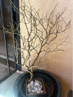 Tree center pieces