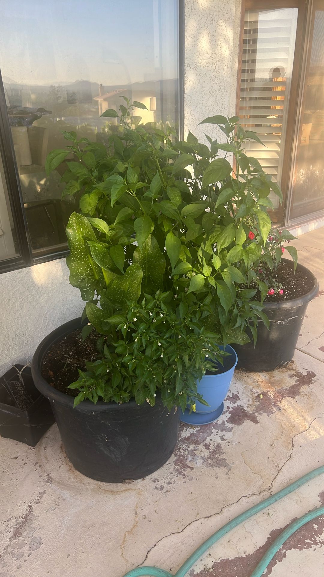 Habanero With Jalapeño And Lilly Cala All Together