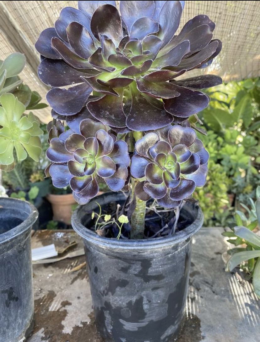 Black rose succulent