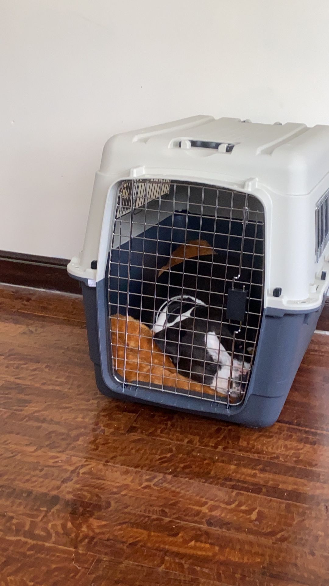 Large Pet Travel Crate – Airline Approved – Excellent Condition