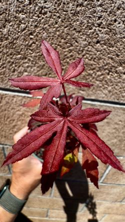 japanese red maple tree 4” cup
