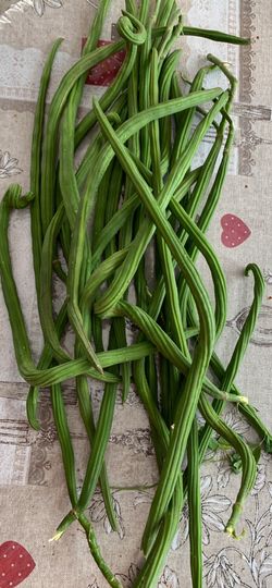 Morenga Oleifera (drum Sticks)