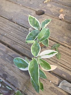Hoya