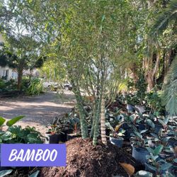 Bamboo Buddha $450