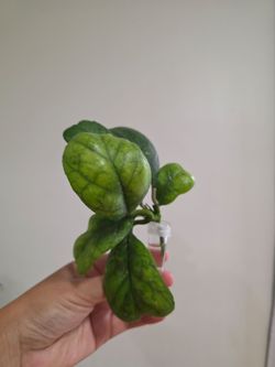 Hoya deykeae