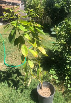 Avocado tree “hass”