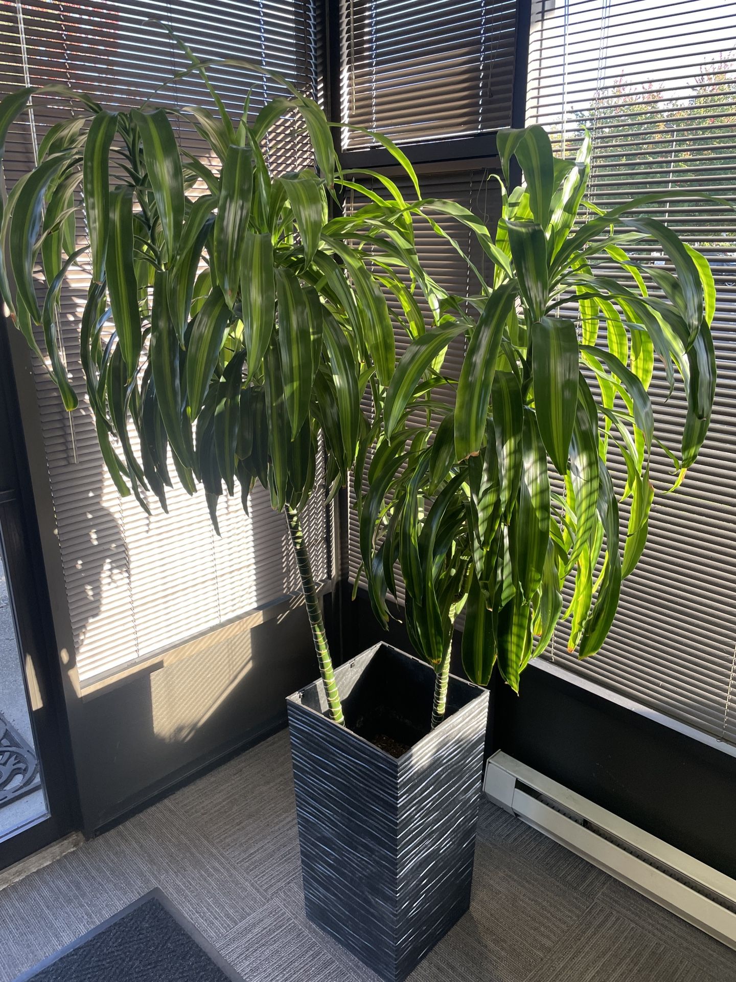 Dracaena Hawaiian Sunshine