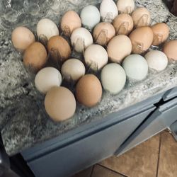 Fresh eggs $3 dozen