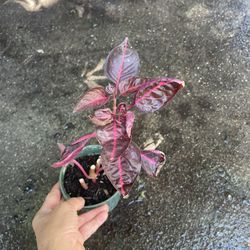Well Rooted Blood Red Iresine Starter Plant (4” Pot) 95820