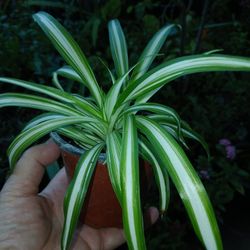 Spider Plant House Plant Mala Modre