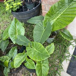 Upright Elephant Ear Plants Ready To Be Repotted