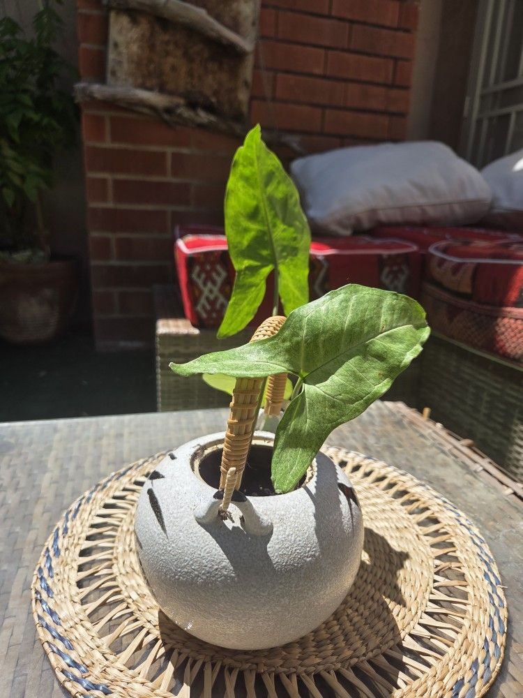 Arrowhead plant, and Pothos (Epipremnum aureum) in Japanese Vintage Tea Pot Pottery w Bamboo Feng Shui Home Wares