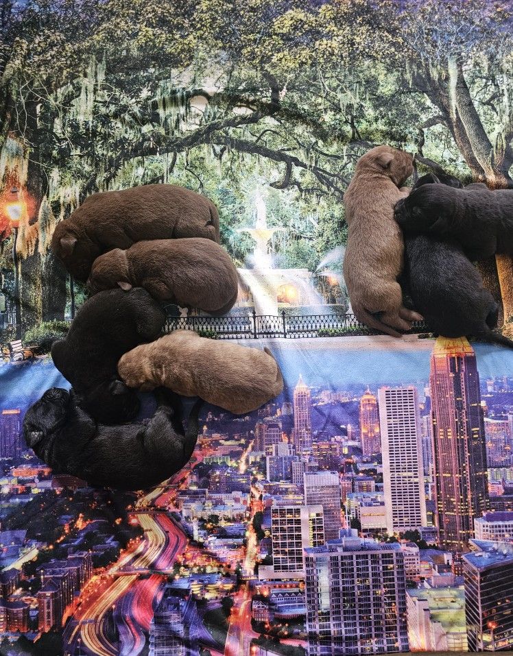 Pet Supplies 