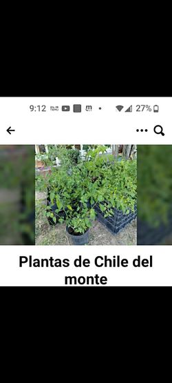 Plantas Chile Piquin