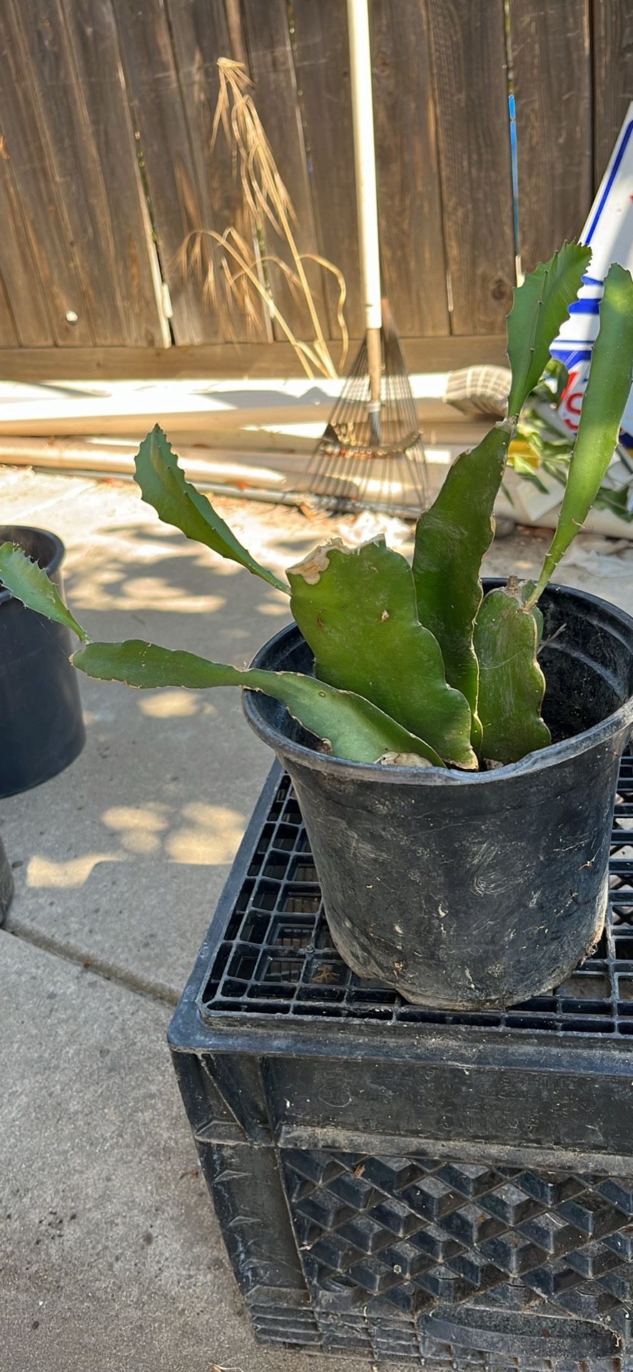Dragon Fruits Plant ( Pitaya/ Pitahaya)