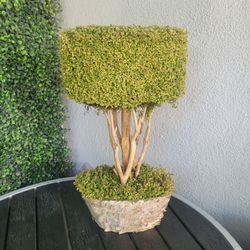 Miniture Tree